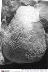 Historisches Foto von Paragalathea sp. (NHMW-AFW-GEO-BACHMAYER-FOTO-1990-0041-1679)